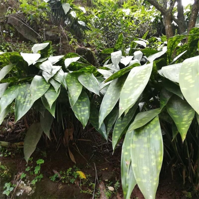 大云南四川新鲜花粽叶种苗粽粑叶种苗花粽叶矮粽 10棵种苗【图片 价格