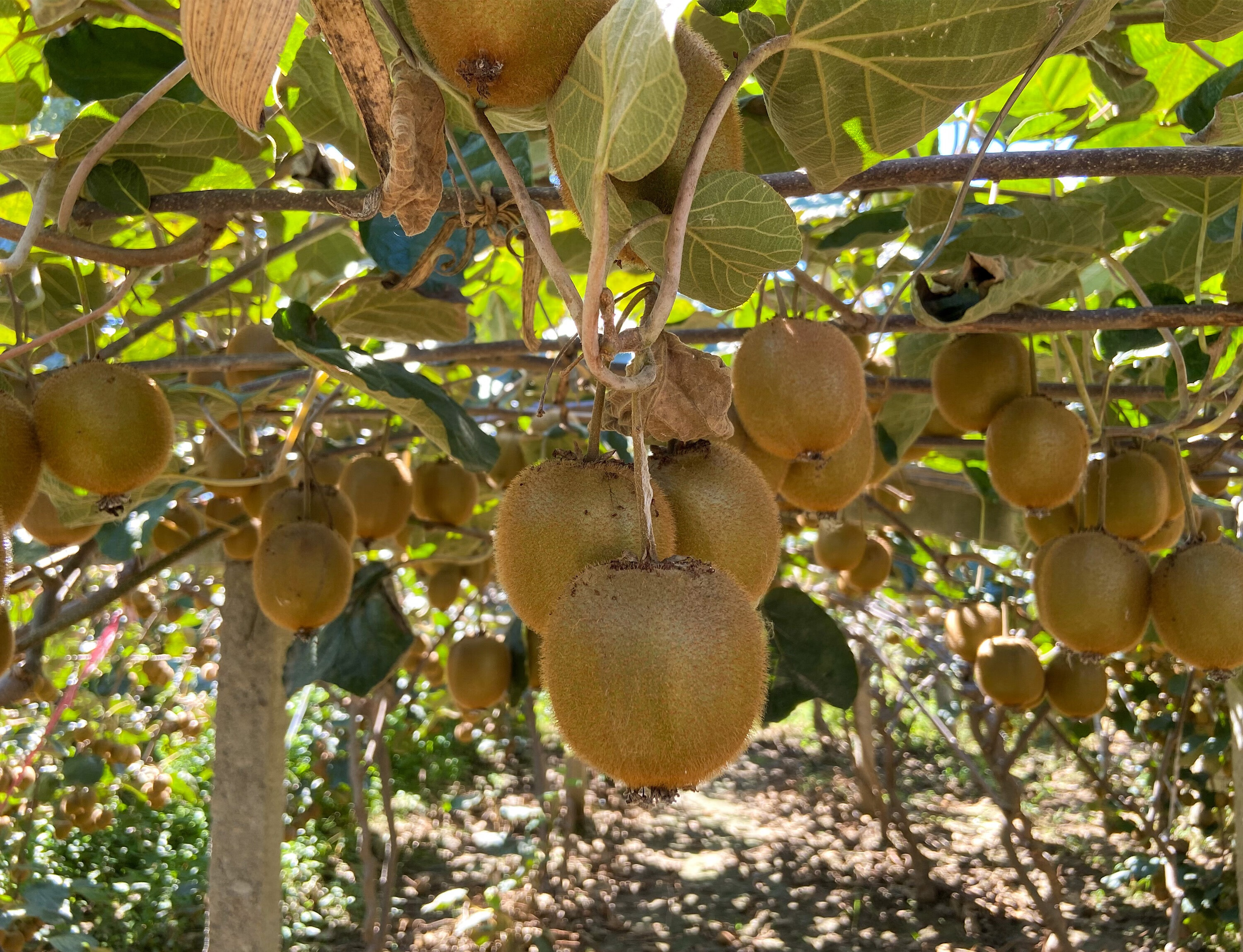 正宗周至翠香绿心猕猴桃奇异果整箱产地果园直发顺丰 亚特五斤果园现
