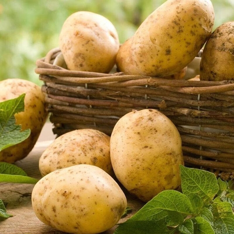 宣威老品种洋芋新鲜土豆黄皮黄心洋芋马铃薯云南老品种基地直发 【高