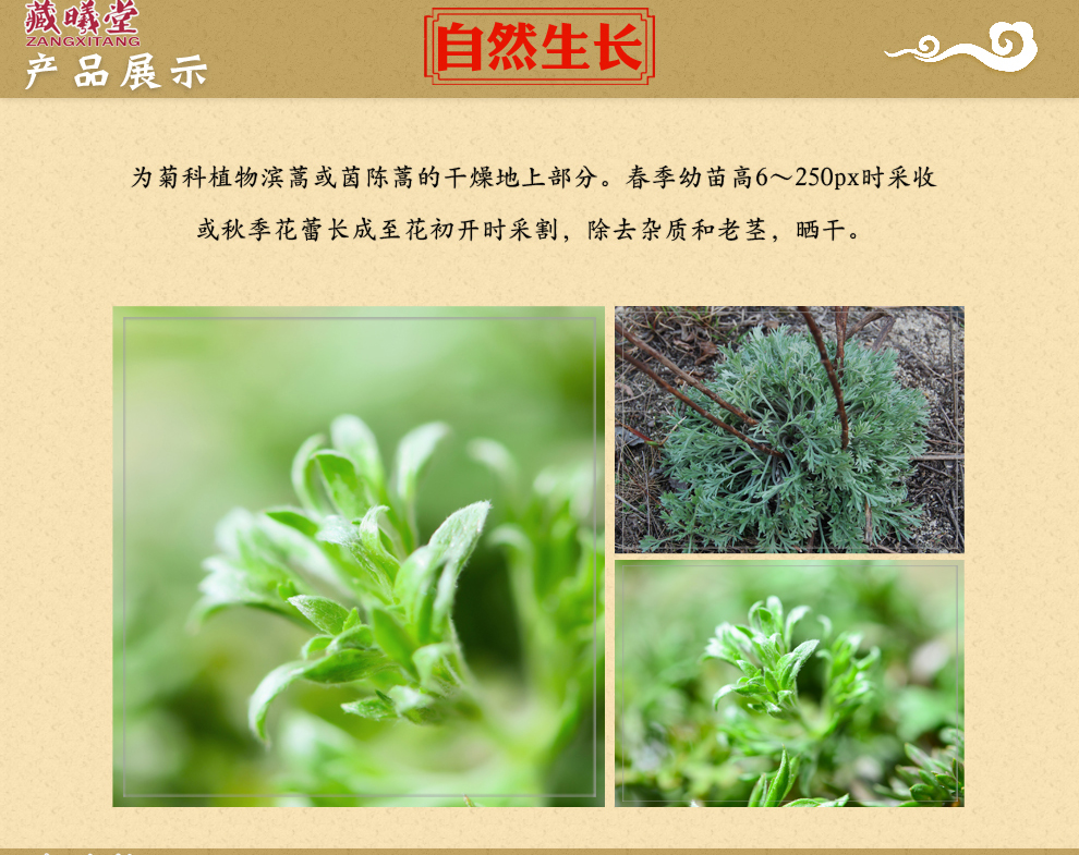 藏曦堂茵陈茵陈草绵茵陈茵陈蒿中药材茵陈250克1袋
