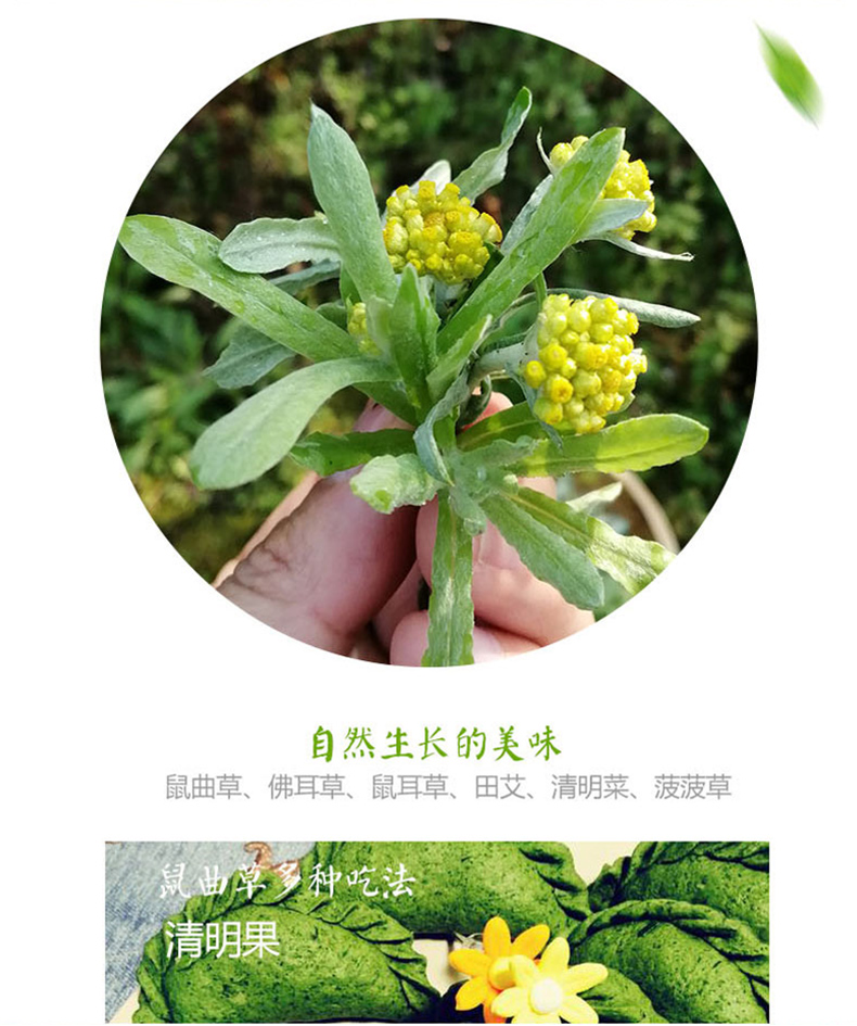 现摘清明草鼠曲草新鲜艾草春季鼠麴草佛耳草鼠耳草田艾粑粑15kg