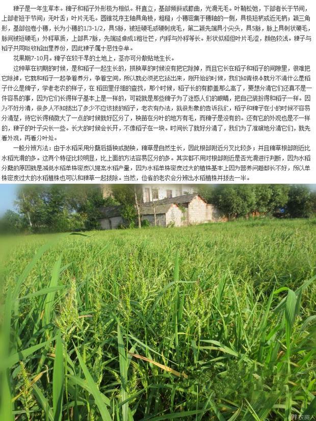 散装稗草种子 水稗子 长稻田里 养喂鱼草 水稗草籽 水草种子 半斤