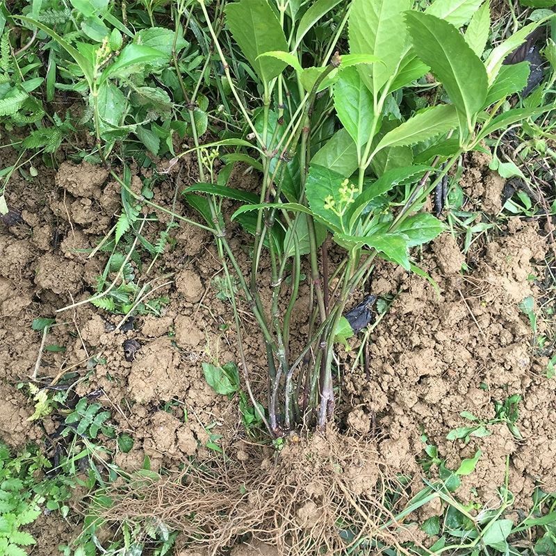 野生現挖草珊瑚苗接骨蓮金粟蘭腫節風九節茶滿山香全株入藥 大株3年