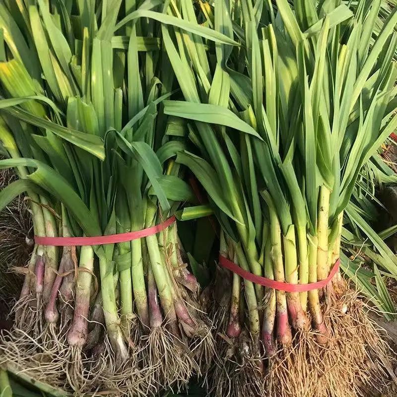 蒜苗新鲜红皮红根紫皮鲜红头蒜苗青蒜苗5斤蒜苗