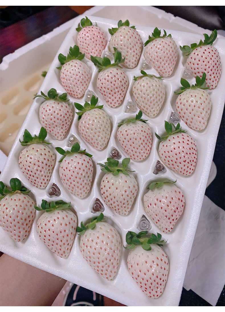 礼盒装白草莓淡雪公主当季水果现摘500g25g30g