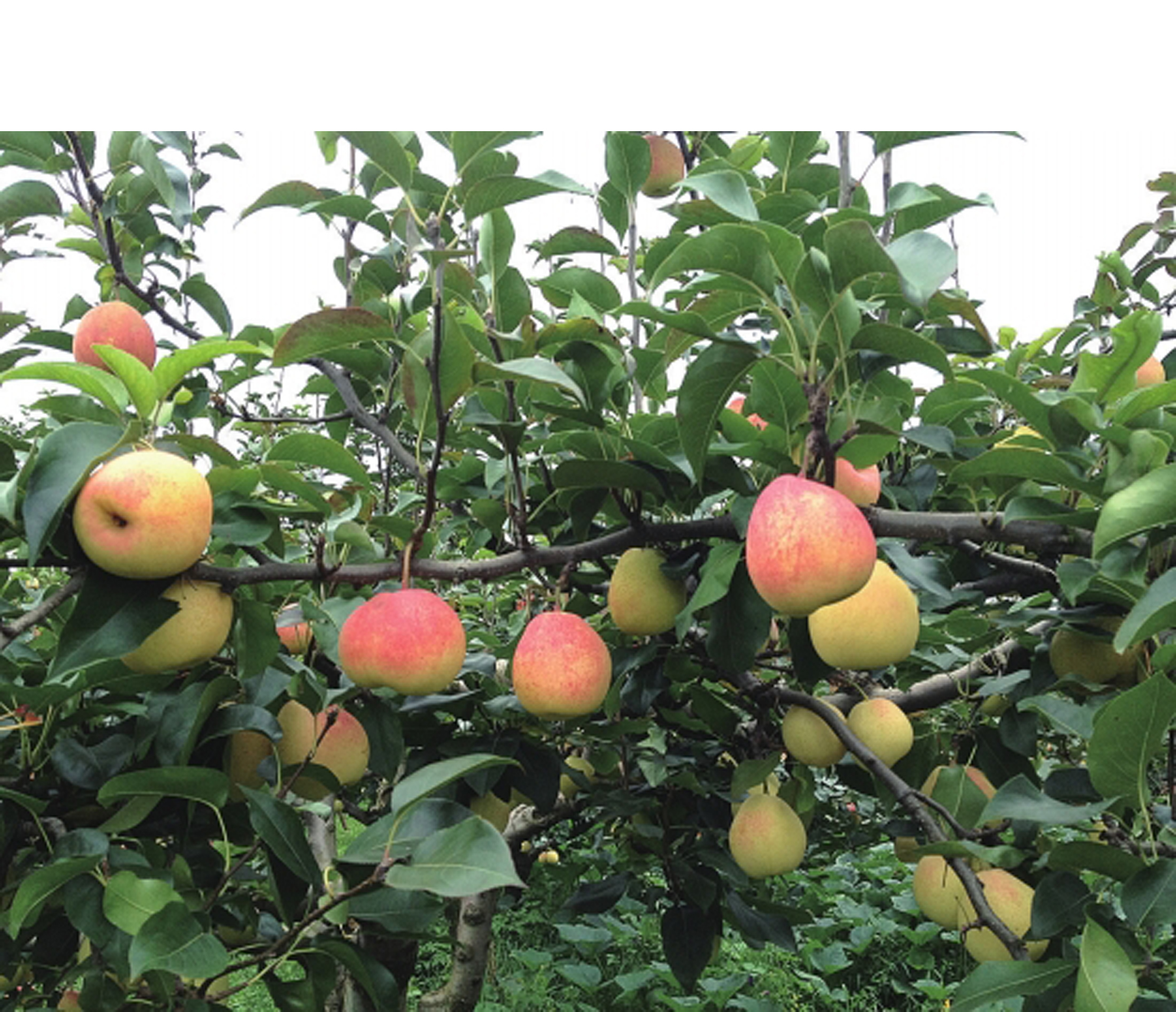 恬女神云南火把梨高原小红梨酸甜新鲜水果小酥梨水果1500g大果