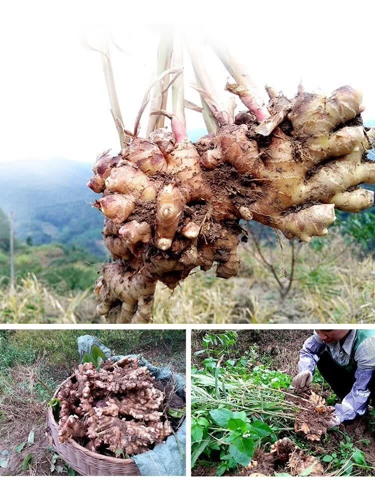 客家广东小黄姜竹丝姜粤北韶关生姜新鲜现挖高山辛辣月子老姜 2斤广东