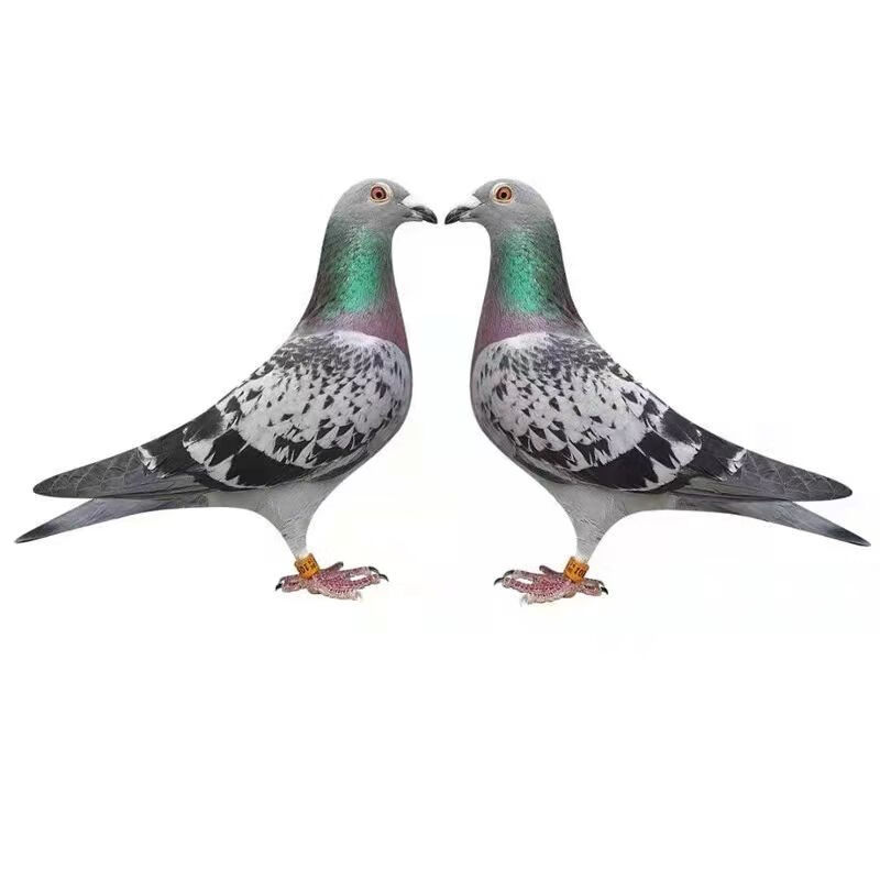 观赏鸽蝴蝶背异色信鸽幕利门火凤凰黄金甲黑金刚国血李鸟吴淞鸽子