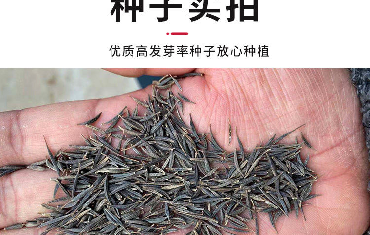 花种子波斯菊种子格桑花种子四季开花易活花籽野花组合百日草批发 高