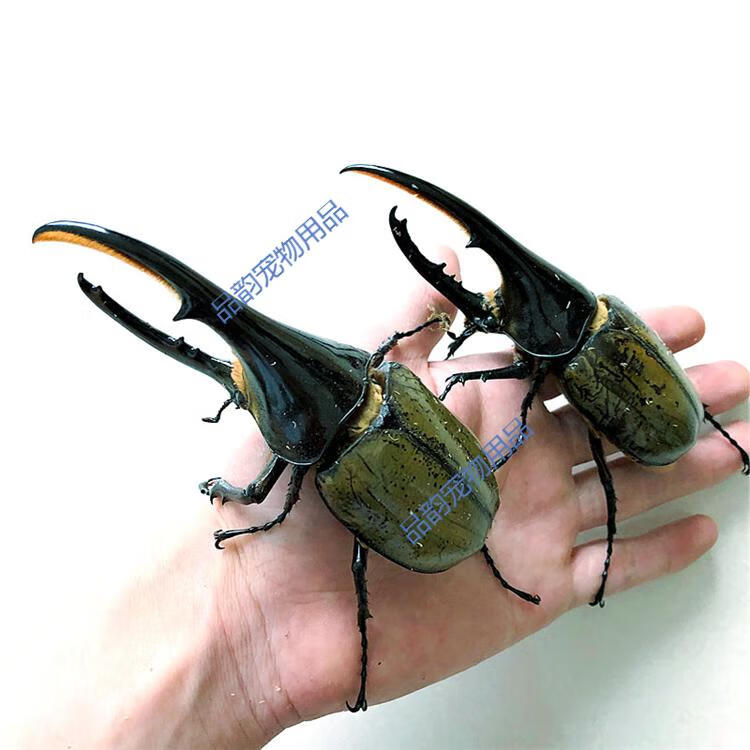 长戟大兜虫dhh海格力斯甲虫爬虫活体另有独角仙毛象中扁彩虹美东