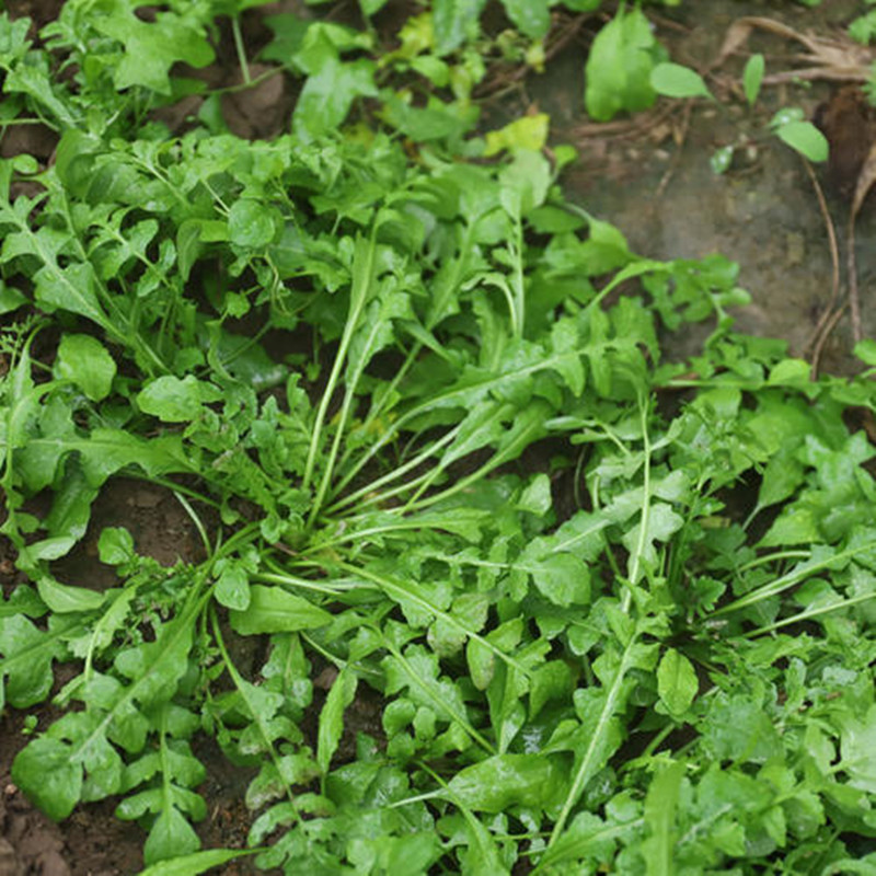 苏北露天荠菜 新鲜荠荠菜地丁菜蔬菜馄饨饺子馅 5斤【图片 价格 品牌