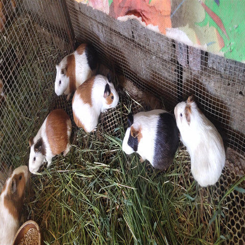 2022秘鲁巨型豚鼠繁殖荷兰猪宠物活体大型天竺鼠幼幼崽短毛 秘鲁巨型