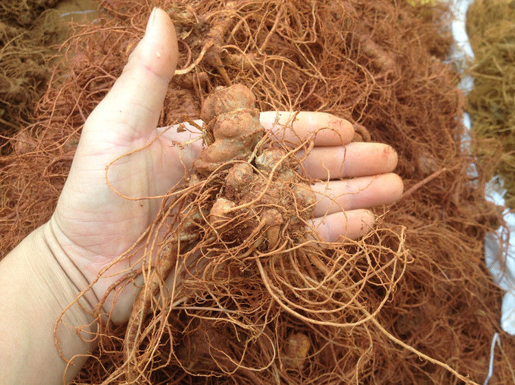 鲜三七正宗云南文山自产自销新鲜生三七田七250g500g四年老七沁溪新鲜