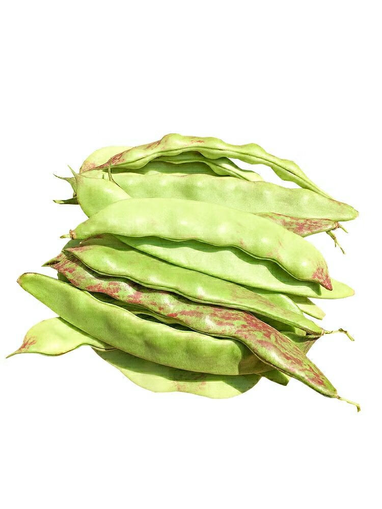 东北豆角油豆角新鲜蔬菜九月青一点红油豆角面豆角开锅烂多省五斤头茬