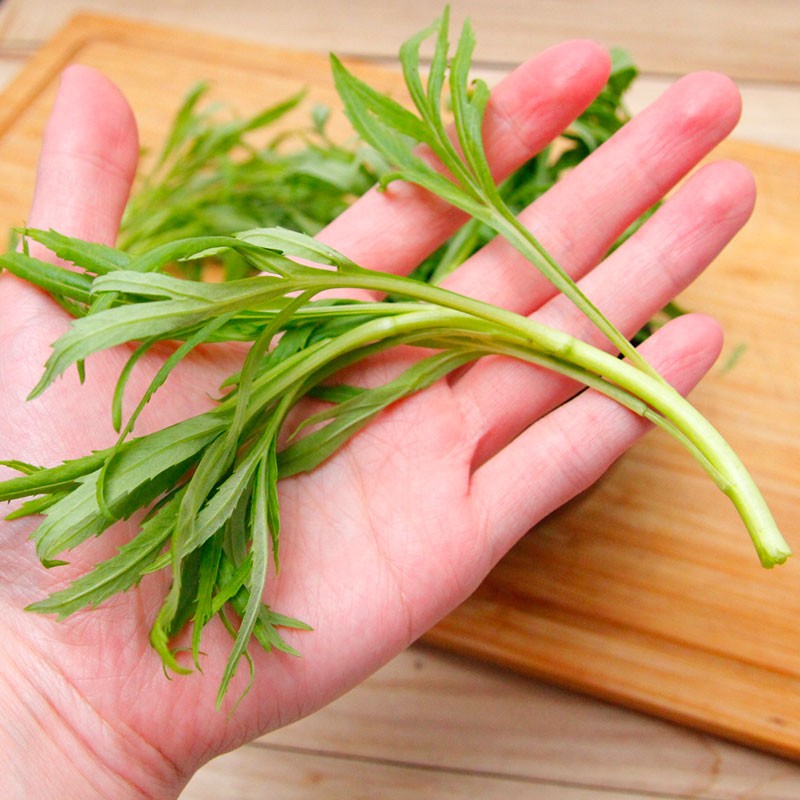 東北山野菜柳蒿芽野菜順豐發貨東北特產1斤裝