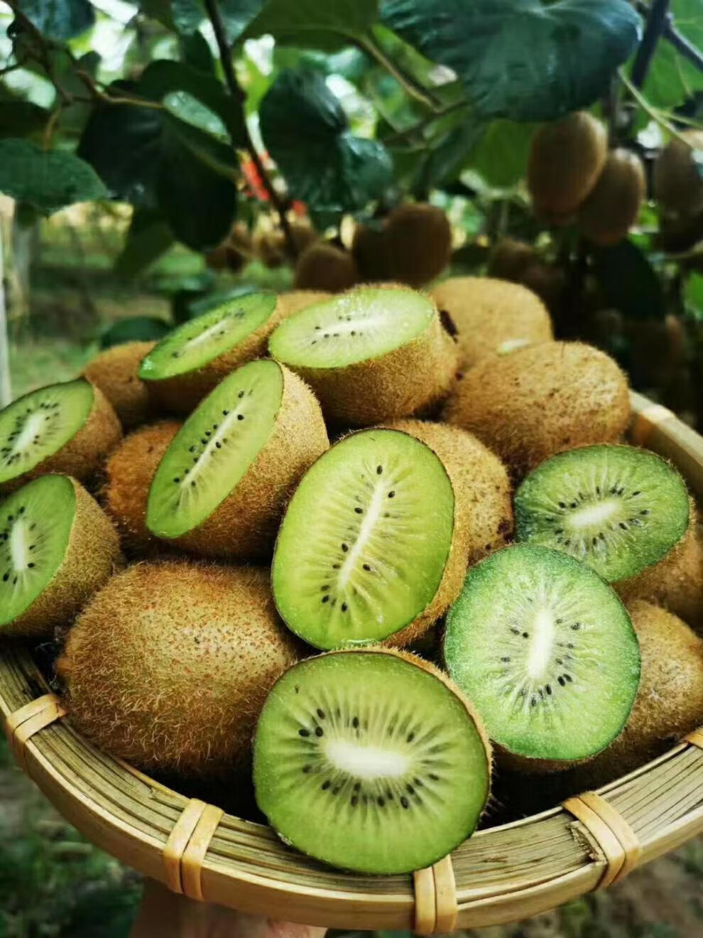 陕西周至翠香猕猴桃新鲜采摘绿心纯甜新鲜水果大果礼盒装 90-110g大果