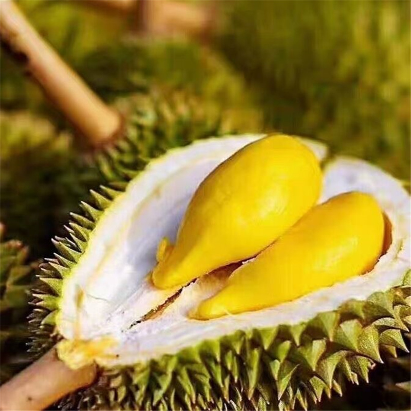 泰国猫山王榴莲长柄青皮干尧水果新鲜金枕小猫一级果自然熟25kg不含