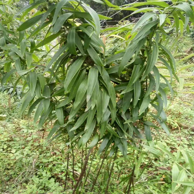 药材种子种苗老虎姜种苗高杆姜型不倒苗黄精种子鸡头黄精去皮净种500g