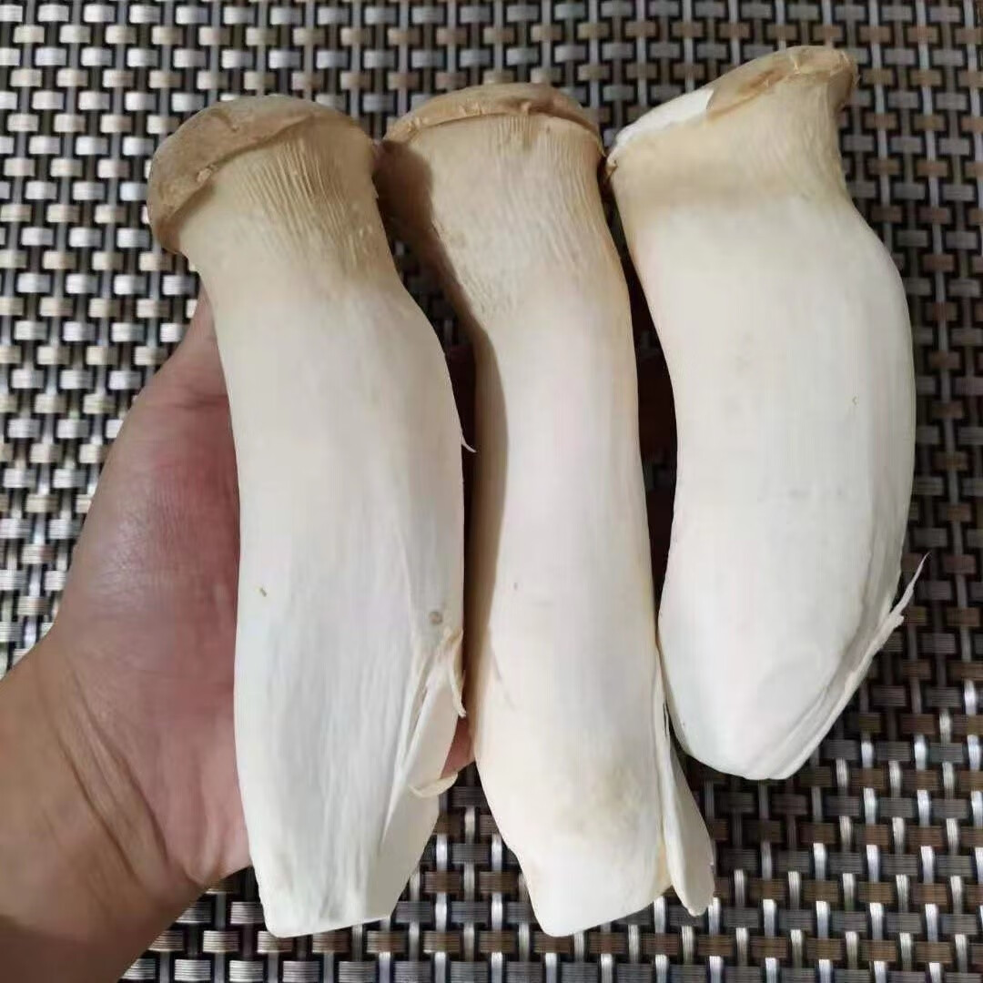 媚调料理蘑菇蔬菜菌菇现摘现发鲜菇食用菌杏鲍菇新鲜鸡腿菇新鲜火锅