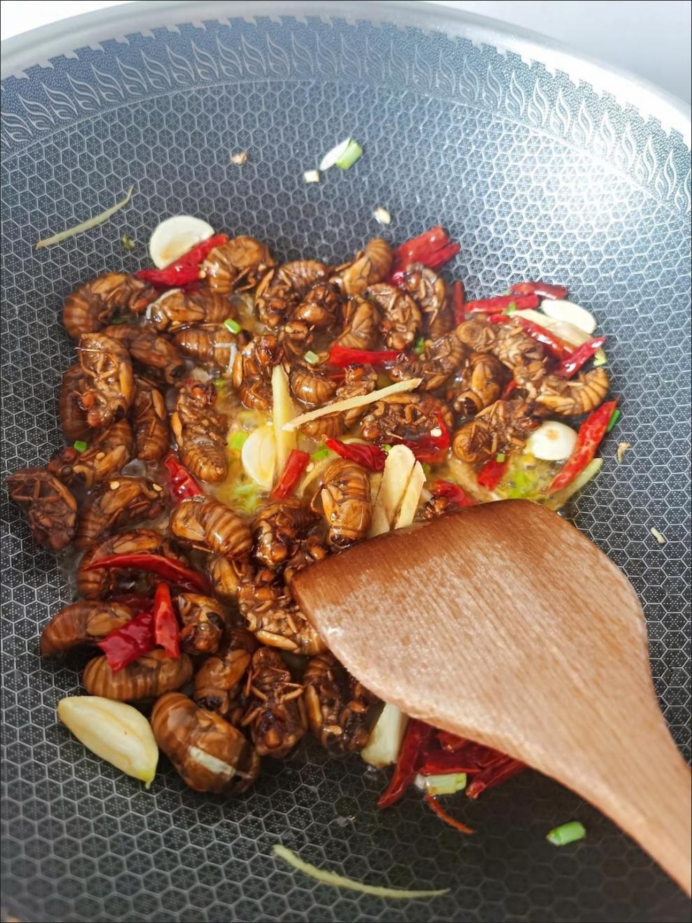 金蝉知了猴 爬叉猴新鲜猴子鲜活猴子鲜活爬叉 爬拉猴 100只白蝉送料包