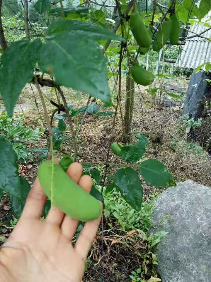 八月瓜树苗果当年结果野生三叶木桶四季种植南方八月炸带盆苗一颗拍下