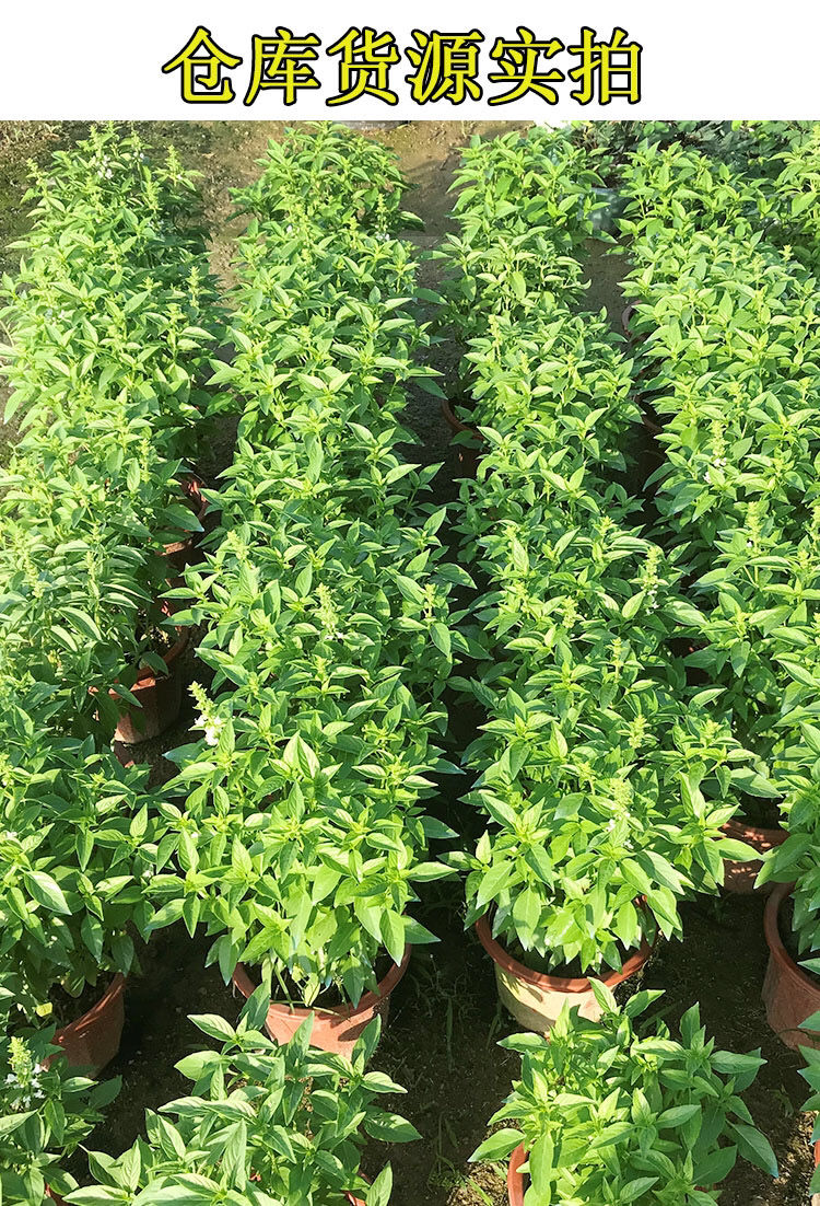 九层塔盆栽食用用九层塔苗新鲜罗勒盆栽金不换叶鱼香草厨房调味植物