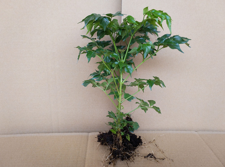 幸福树平安树盆栽大型绿植花卉树苗室内客厅办公室观叶小盆景植物单颗