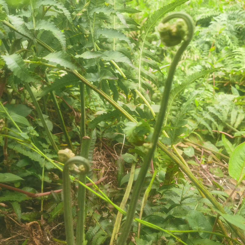 水蕨菜的功效与作用图片