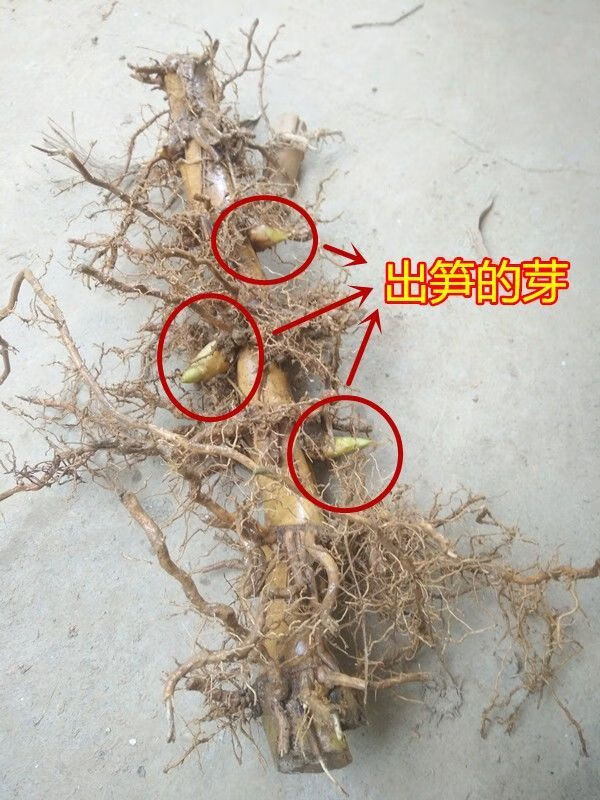 大型巨龙竹苗楠竹苗毛竹苗竹鞭地栽食用竹笋竹子根竹根苗种苗耐寒8节