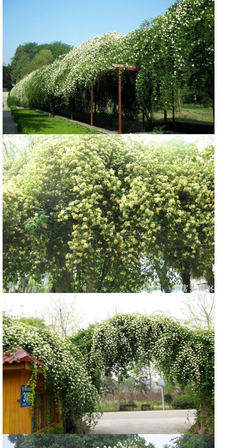 木香花苗白黄甜蜜木香重瓣带花四季爬藤植物室内庭院浓香花卉盆栽 4年
