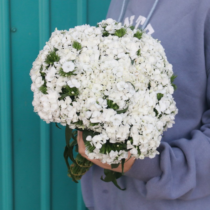 呆萌云南基地直发鲜花速递 相思梅鲜切花家用水养插花配花鲜花批发一