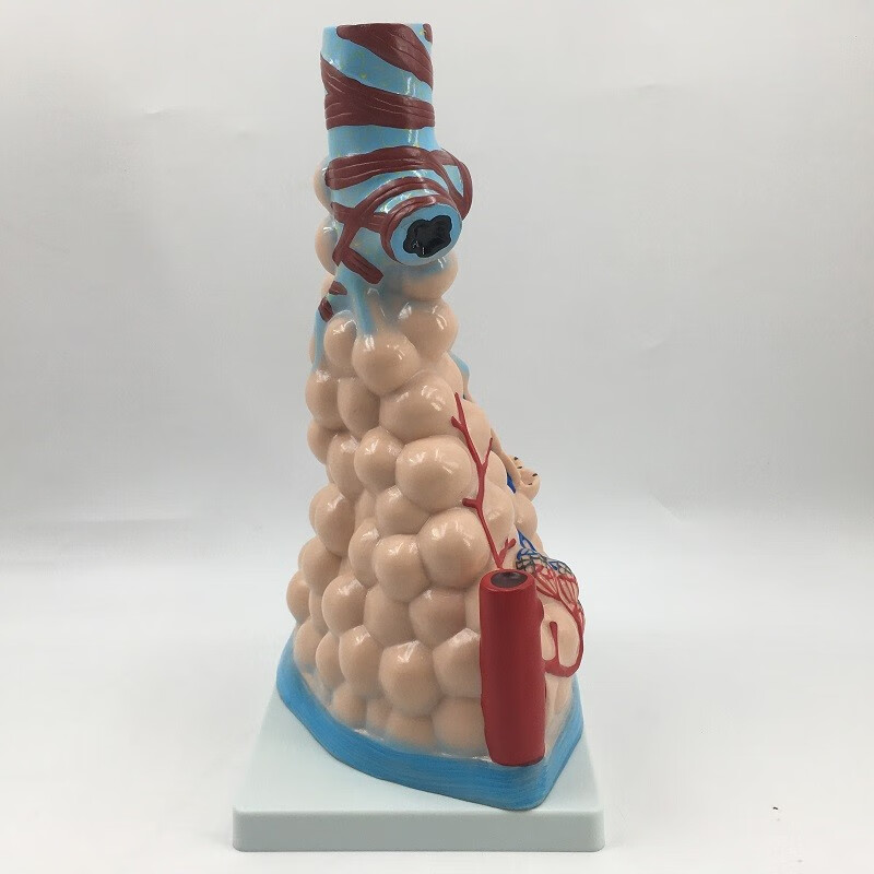 肺泡放大模型 人体肺的组织结构模型 人体肺部解剖教学实验仪器材