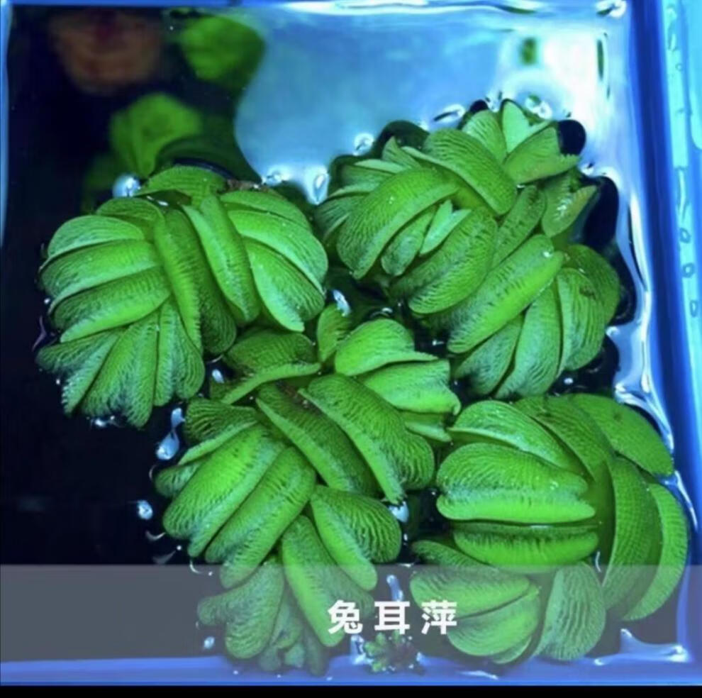 一叶莲/龙骨一叶莲/龟背荇菜水生植物浮萍基地直发 龟背荇菜 不带盆