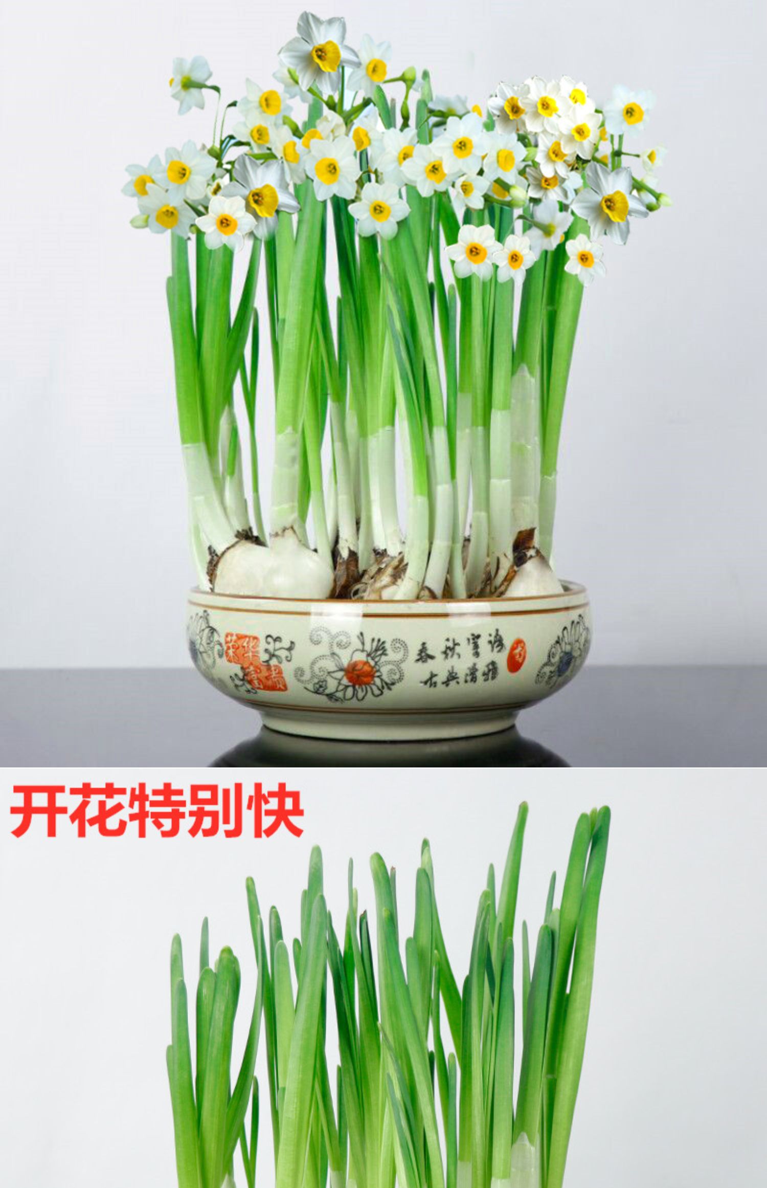 德骊嘉水仙花种球四季开花冬季水培花卉盆栽室内水养耐寒复瓣水仙盆栽