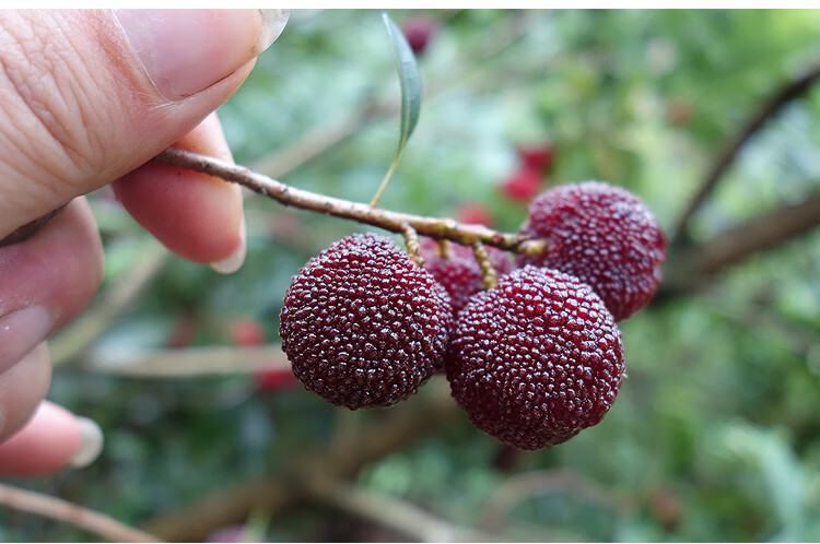 2022年现货新鲜杨梅鲜果贵州云南深山天然时令水果现摘现发酸酸甜甜