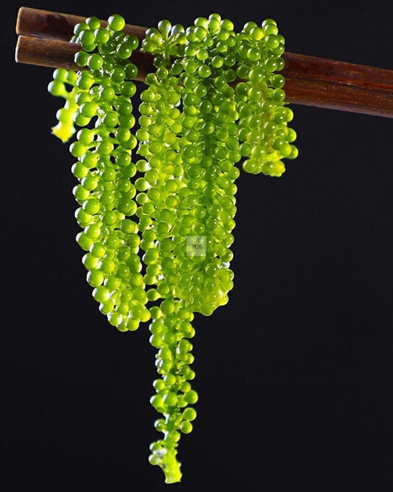 盐渍海葡萄100g海带丝新鲜即食海藻菜小零食裙带菜寿司绿色鱼子酱 海