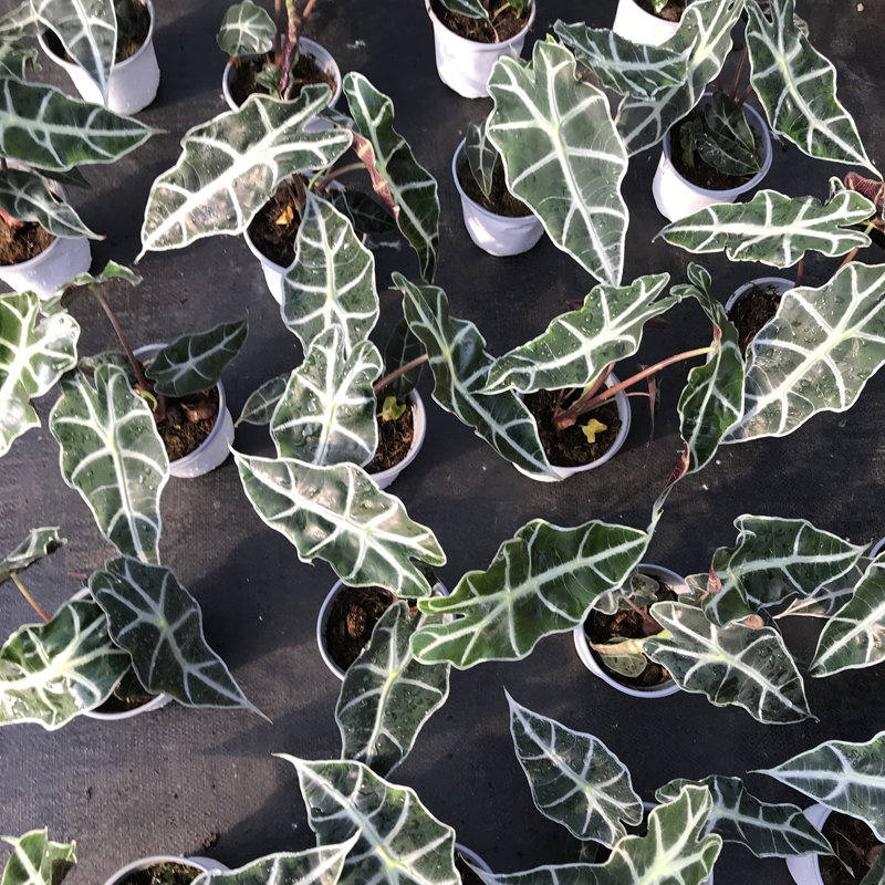 大仙女海芋非洲面具 黑叶芋 盆栽室内绿植桌面植物观音莲 大仙女双株