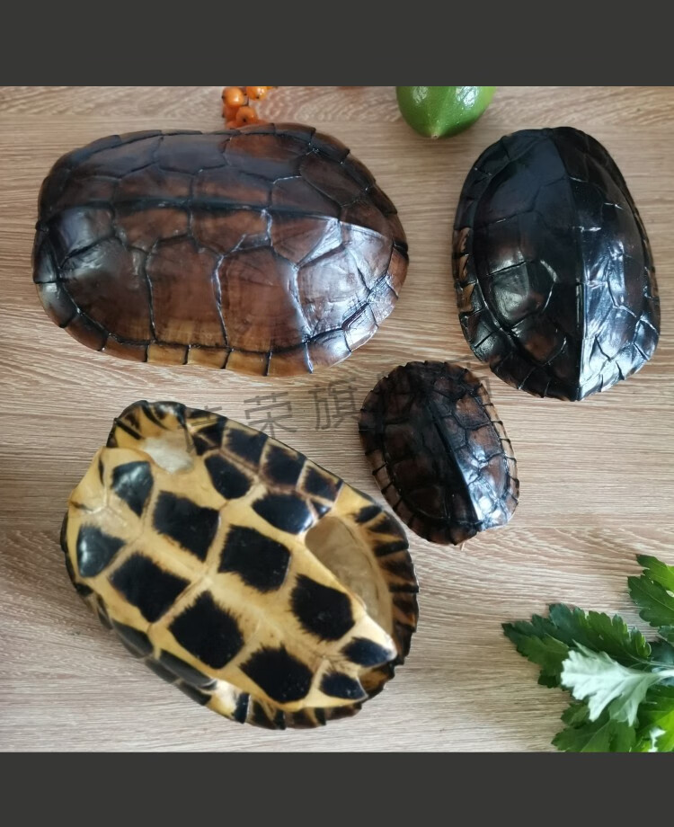 乌龟壳 天然真龟壳文玩手把件超大乌龟壳中式手工挂件桌面摆件无异味