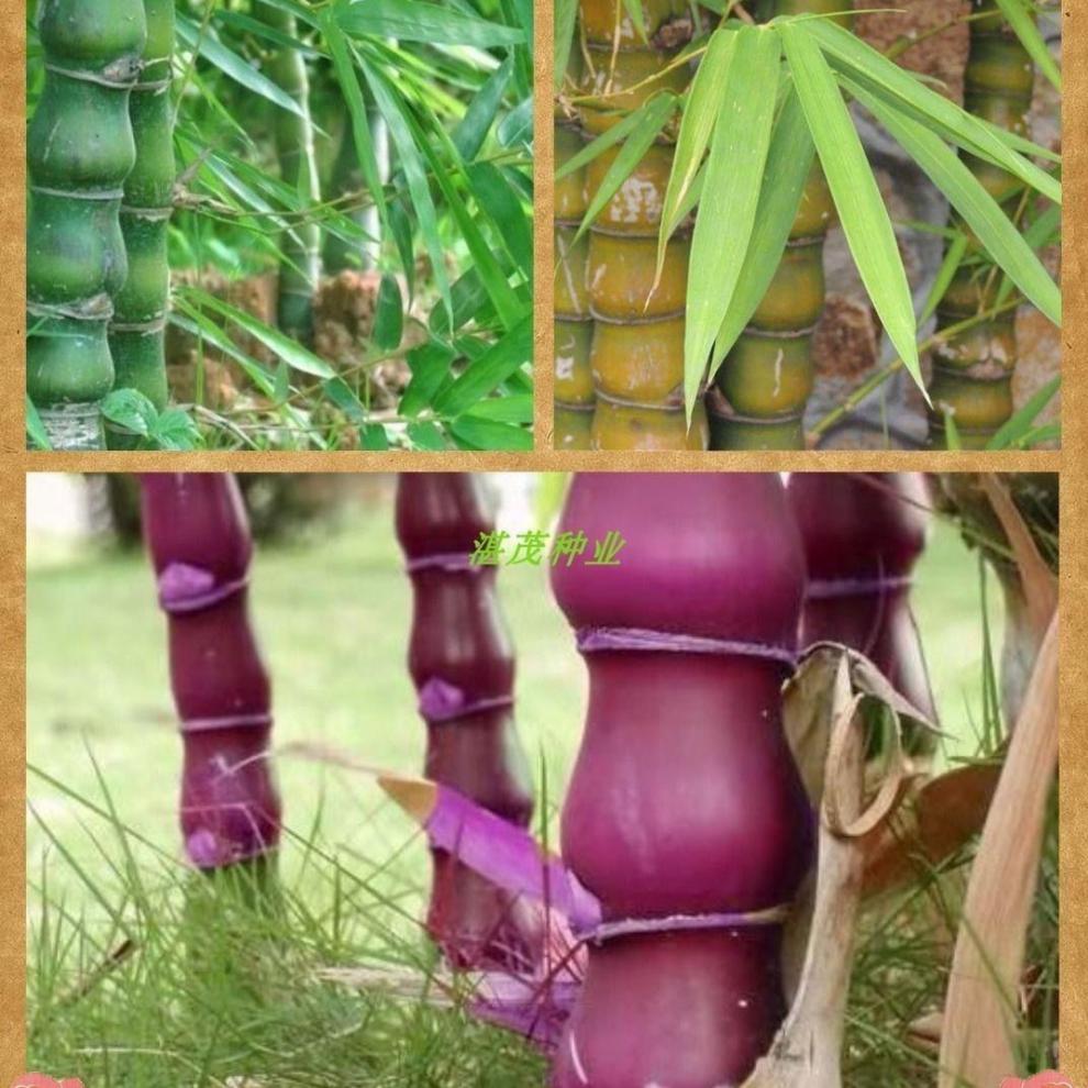 佛肚竹罗汉竹种子阳台庭院春夏秋易种花籽四季常绿盆栽观赏小盆景【4