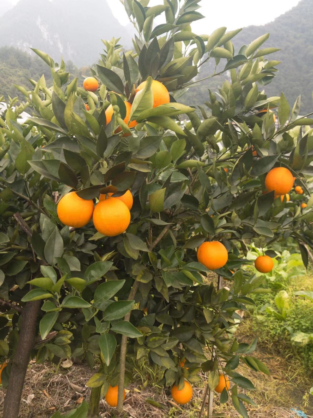 荔浦直发现摘夏橙正宗广西荔浦夏橙现摘现发鲜橙奶茶店榨汁新鲜水果