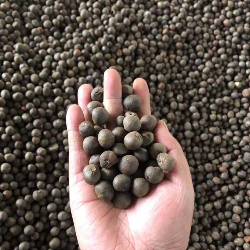 绿茶种子茶种子茶树种子茶叶种子茶树籽绿茶籽茶花种子德资碧螺春种子