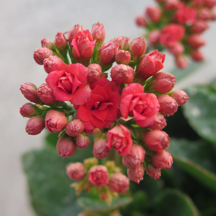 进口重瓣长寿花带花苞小盆栽室内花卉四季开花 满树花苞发货 长寿紫缤