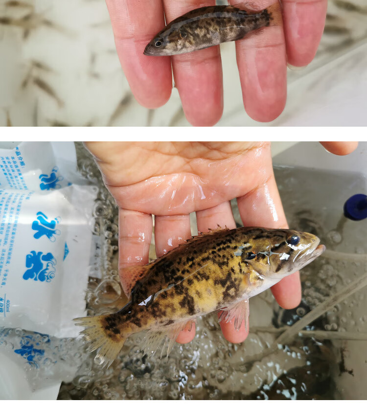 cmcm白头鳜鱼原生鱼冷水鱼观赏鱼刘氏白头鳜淡水活体凶猛桂花鱼苗现货