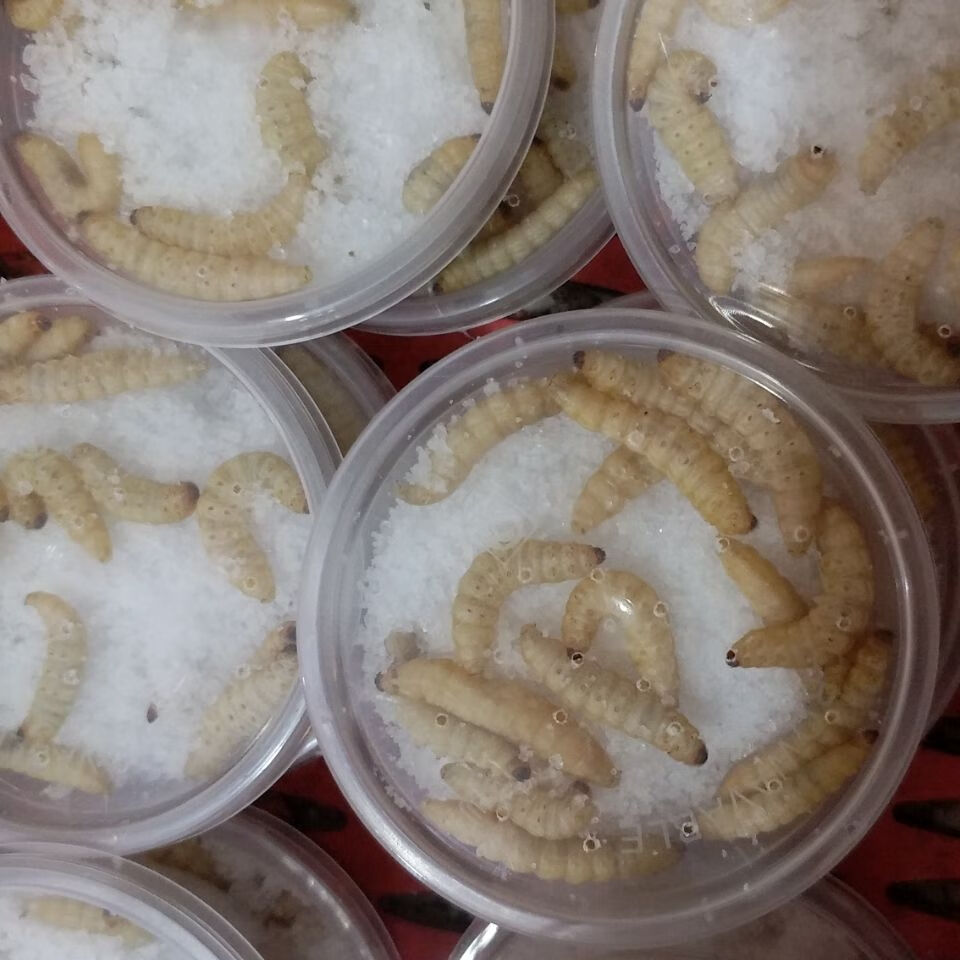 有仁堂玉米虫葡萄蜜虫活虫大蜡螟幼虫活体鱼饵画眉鸟饲料 爬宠食物 鸟