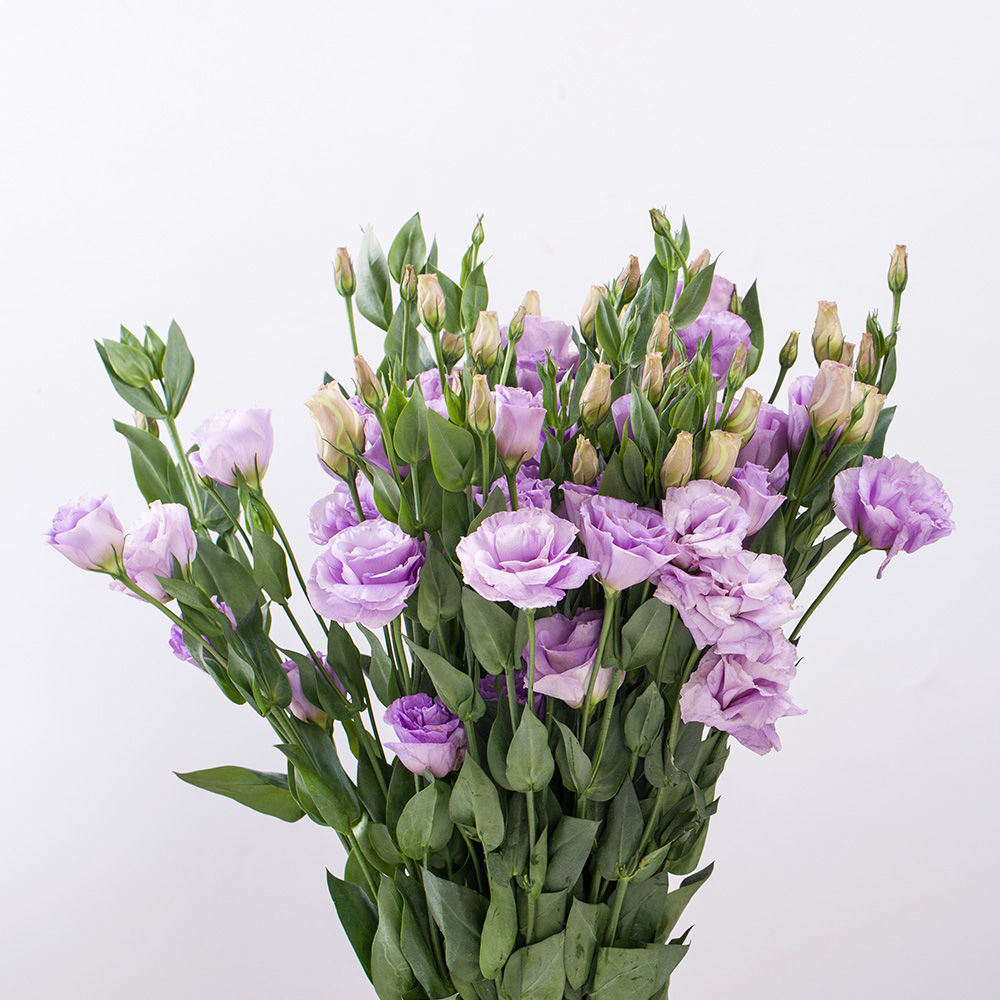 芊阙*轻奢芊阙洋桔梗云南产地直邮龙胆花昆明水养鲜切花插花抖音sn