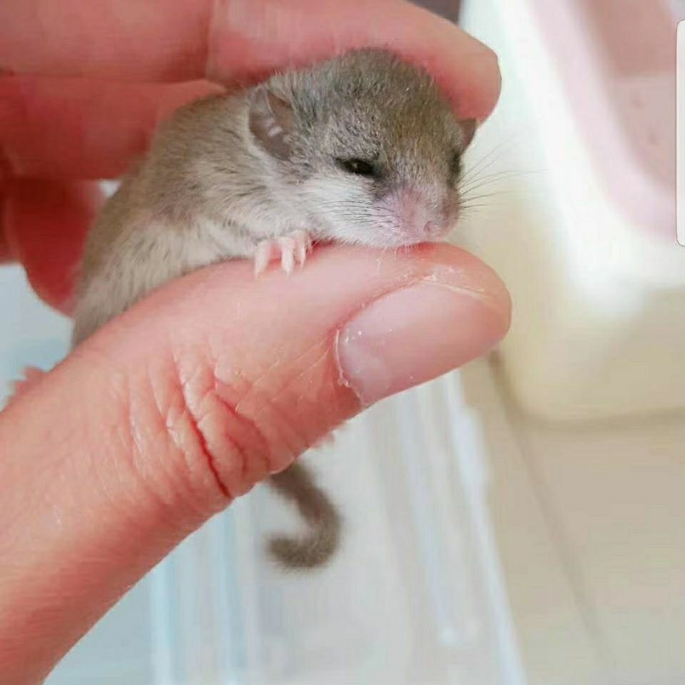 网红自家养殖的西班牙睡鼠口袋鼠拇指鼠宿舍活体小宠物cmaos 妹妹(幼