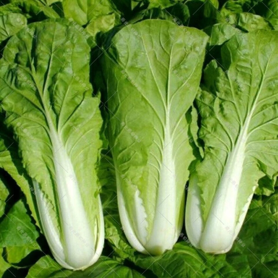 轻恋 农家自种绿色新鲜快菜奶油快菜奶油小白菜 绿叶蔬菜精装田间现