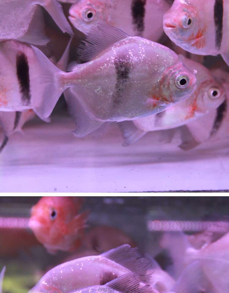 热带鱼观赏鱼粗线银板鲳鱼细线银板黑桃a与金龙鱼银龙鱼混养活体 粗线