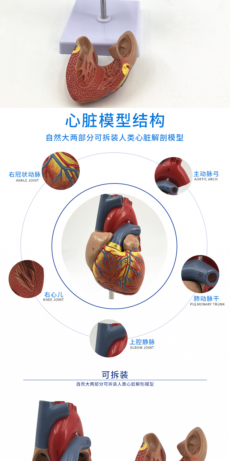 人体心脏解剖模型11b超彩超心脏模型医学自然大心脏教学e款4倍心脏有