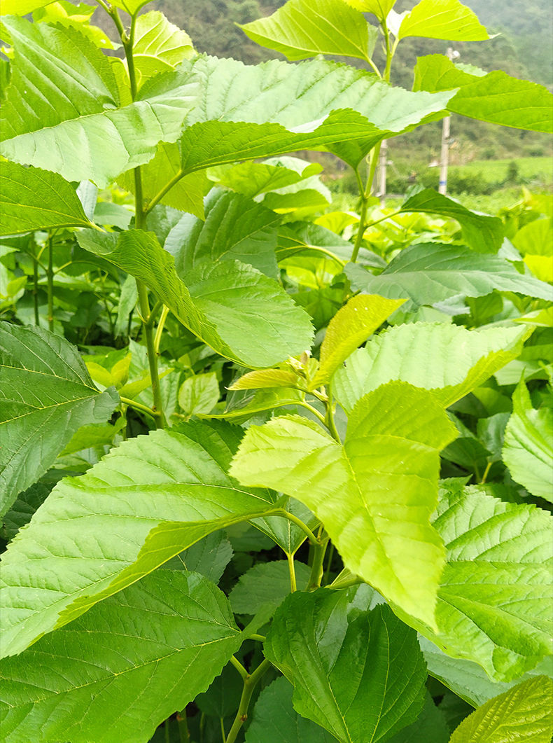 桑叶新鲜蚕桑蚕宝宝活物蚕虫食物蚕叶嫩桑叶现摘学生